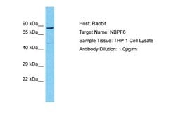 NBPF6 Rabbit anti-Human, Polyclonal, Novus Biologicals 0.1ml; Unconjugated:Antibodies,